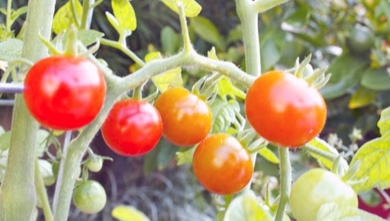 Gubuk Tani Morfologi Tanaman Tomat